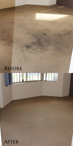 carpetbeforeafter